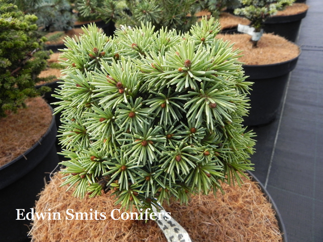 Picea engelmannii 'Talbot Lake'